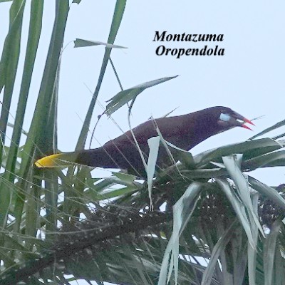 Montazuma Oropendola